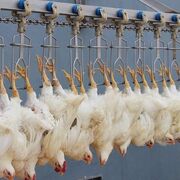 جریمه میلیاردی کشتارگاه گرانفروش مرغ در بهار