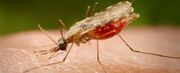 هشدارعلوم پزشکی:عدم درمان بیماری مالاریا وخطرمرگ فردمبتلا