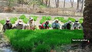 انتقال نشاء برنج در اراضی شهرستان سرباز