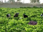 برداشت بیش از ۲۰ هزار تن انگور یاقوتی از باغات سیستان و بلوچستان