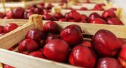 ورود ۳ هزار تن سیب از سردخانه‌های آذربایجان‌غربی به بازار