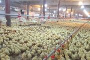 افزایش ۲۵ درصدی جوجه ریزی در مرغداری‌های سیستان وبلوچستان