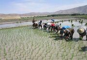 کشت برنج در ۶۵۰ هزار هکتار از مزارع کشور