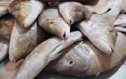 توقیف محموله ۱۲۰ کیلوگرمی ماهی تازه در شهرستان نهبندان