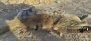 دستگیری شکارچی متخلف یک قلاده کفتار در پلدختر