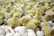 گرانی فروشی جوجه یکروزه علت افزایش قیمت گوشت مرغ است
