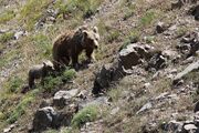 فیلم/ خرس قهوه ای در شکار دوربین محیط‌ بانان خراسان‌شمالی
