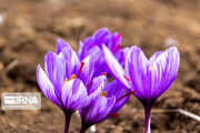 پنجم آبان ماه «روز ملی زعفران» نامگذاری شد