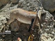 ۲ شکارچی غیرمجاز در رفسنجان دستگیر شدند