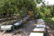باغداران مازندران زمان سمپاشی را با زنبورداران هماهنگ و اطلاع‌رسانی‌ کنند