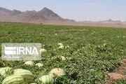 بیش از ۹۰۰ هزار تن هندوانه خارج از فصل در سیستان‌ و بلوچستان تولید شد