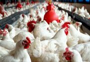 تولید مرغ لرستان هشت هزار تن افزایش می‌یابد