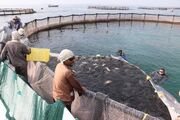تولید ماهی در قفس آب‌های ساحلی خزر گلستان راهی بازار شد
