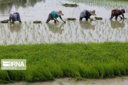 بیش از هزار و ۲۰۰ تن بذر اصلاح شده برنج در گیلان توزیع شد