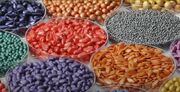 عزم کشت و صنعت مغان برای تبدیل شدن به مرکز تولید بذر صیفی‌جات