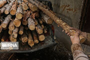 ۱۵ تن چوب قاچاق در پارسیان هرمزگان کشف شد