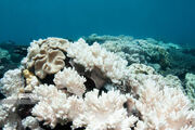 چهارمین سفیدشدگی مرجان‌های خلیج‌فارس/به روزرسانی فهرست گونه‌های درخطر انقراض بعد از ۲۴ سال