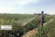 مبارزه با آفت ملخ در ۲۱۰۰ هکتار از زمین‌های کشاورزی قزوین انجام شد