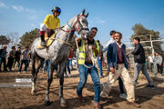 تاخت ۷۵ اسب در روز پایانی هفته چهارم کورس گنبدکاووس