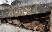 مقابله با موش‌های پایتخت با تله‌های چسبی و مواد شیمیایی غیرسمی