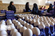 رشد ۲برابری صادرات تخم مرغ با مشارکت بخش خصوصی