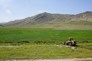 محصول ۶۰ هکتار گندمزار آبیاری شده با فاضلاب را در شیراز نابود کردند