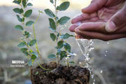 تحقق ۱۰۰ درصدی سهم آذربایجان‌غربی در نهضت کاشت درخت
