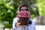فارس مدهوش از عطر گلاب؛ جشن گلابگیری از میمند تا داراب