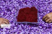  ۵۵ کشور مقصد زعفران ایرانی/ افزایش صادرات زعفران با بسته‌بندی و کاهش فروش فله‌ای