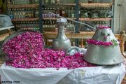 خرید توافقی گل محمدی در فارس آغاز شد