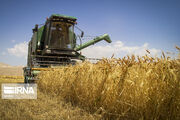 پیش‌بینی تولید بیش از ۱۱ هزار تن گندم در شهرستان خلخال
