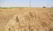 پایان کار برداشت گندم از مزارع خرمشهر