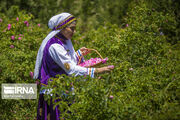 برداشت گل‌محمدی از مزارع ساری آغاز شد/ افزایش حدود ۶۰ درصدی کارگاه گلاب‌گیری