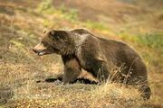 بررسی علت مرگ یک قلاده خرس قهوه‌ای در پیرانشهر