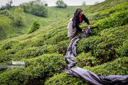 بیش از ۱۱ هزار تن برگ سبز چای در لنگرود برداشت شد