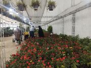 نمایشگاه گل و گیاه در سنندج برپا شد