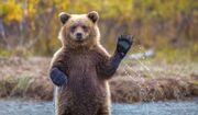 گشت و گذار بهاری خرس قهوه‌ای در سوادکوه +فیلم