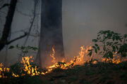 ۱۵۰ کیلومتر آتش بُر در منابع طبیعی همدان ایجاد شد