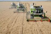 پیش بینی خرید تضمینی ۴۵۰ هزار تن گندم در استان اردبیل