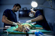 سازمان دامپزشکی: مصوبه محدود کردن مراکز درمانی حیوانات خانگی لغو شود