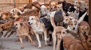 حدود هفت هزار سگ بدون صاحب در دزفول جمع آوری شد