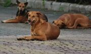 ضرورت جمع‌آوری سگ‌های بلاصاحب برای امنیت شهروندان بوشهری