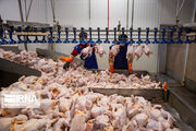 ۳۵ درصد مرغ خوزستان در دزفول تولید می‌شود