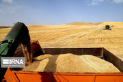 تولید گندم گلستان ۲ برابر افزایش یافت