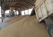 تولید گندم در قصرشیرین ۸۸ درصد رشد داشته است