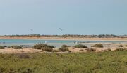 جزیره ام‌ الکرم بوشهر؛ موطن پرنده‌های بدون مرز