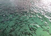 ۴۵۰ هزار قطعه بچه ماهی بومی در سد تنظیمی حمیدیه رهاسازی شد