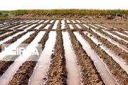 ضرورت کاهش مصرف آب در بخش کشاورزی باهدف تامین حقابه تالاب‌ها