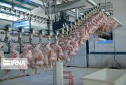 ایجاد سازوکارهای اولیه پیش شرط صادرات پایدار گوشت مرغ است