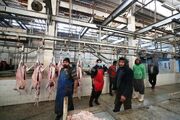 ۳۱۰ تن گوشت از چرخه ورود به بازار در آذربایجان‌غربی حذف شد